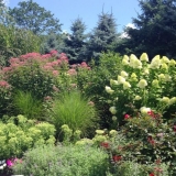 Hydrangea paniculata u centru pažnje